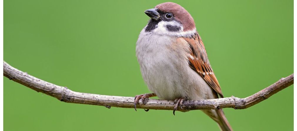 Meer vogels in de tuin? Kies voor deze bomen en planten!