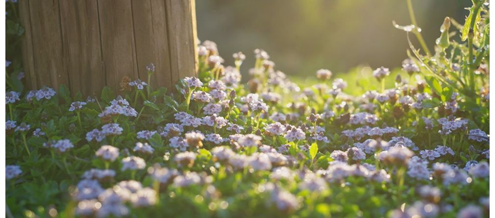 Tuin op het oosten