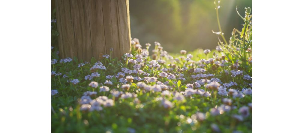 Tuin op het oosten