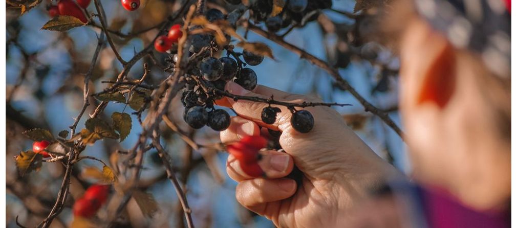 Zelf fruit oogsten: waar moet je op letten?