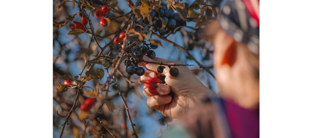 Zelf fruit oogsten: waar moet je op letten?