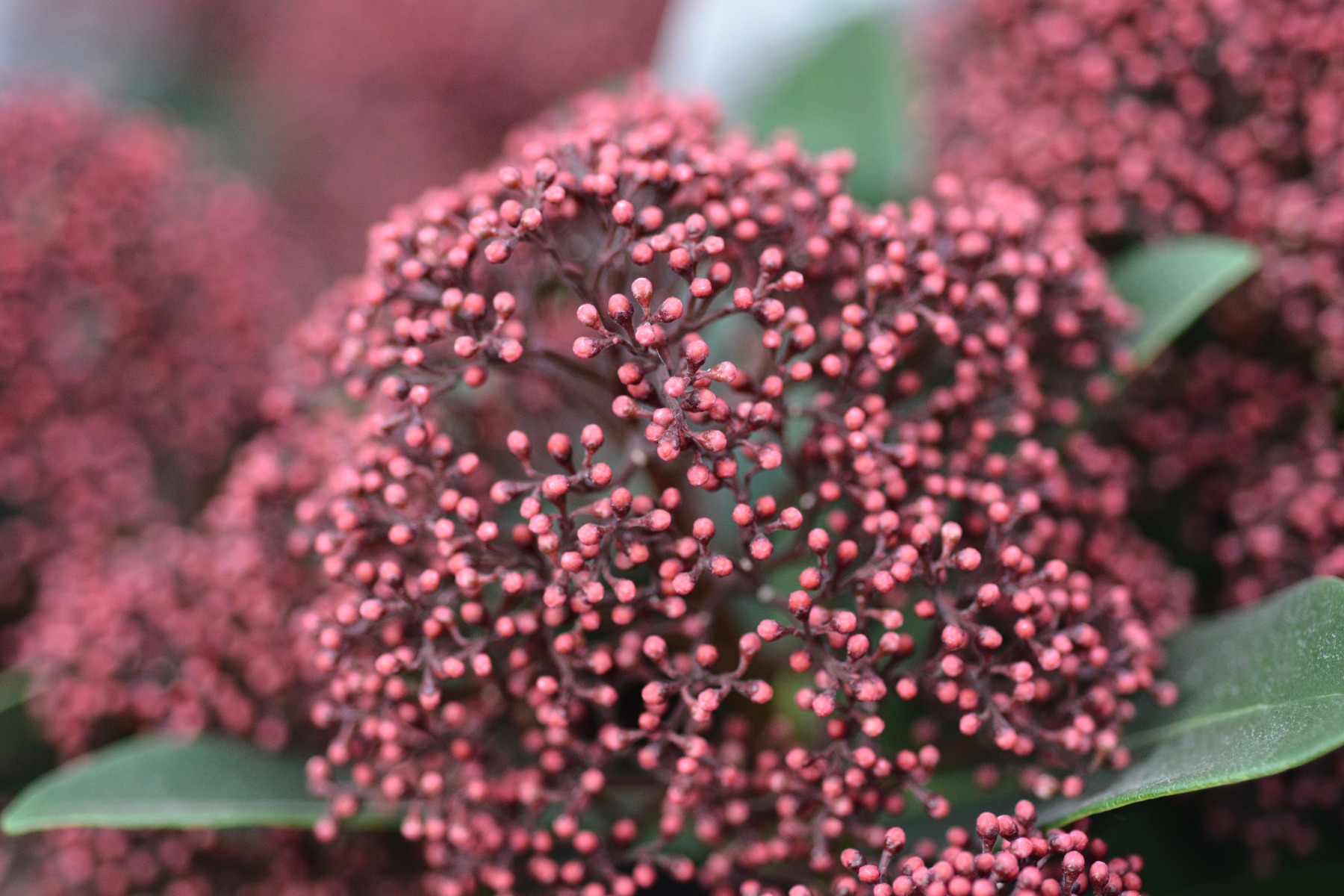 Tuinkalender november - Skimmia